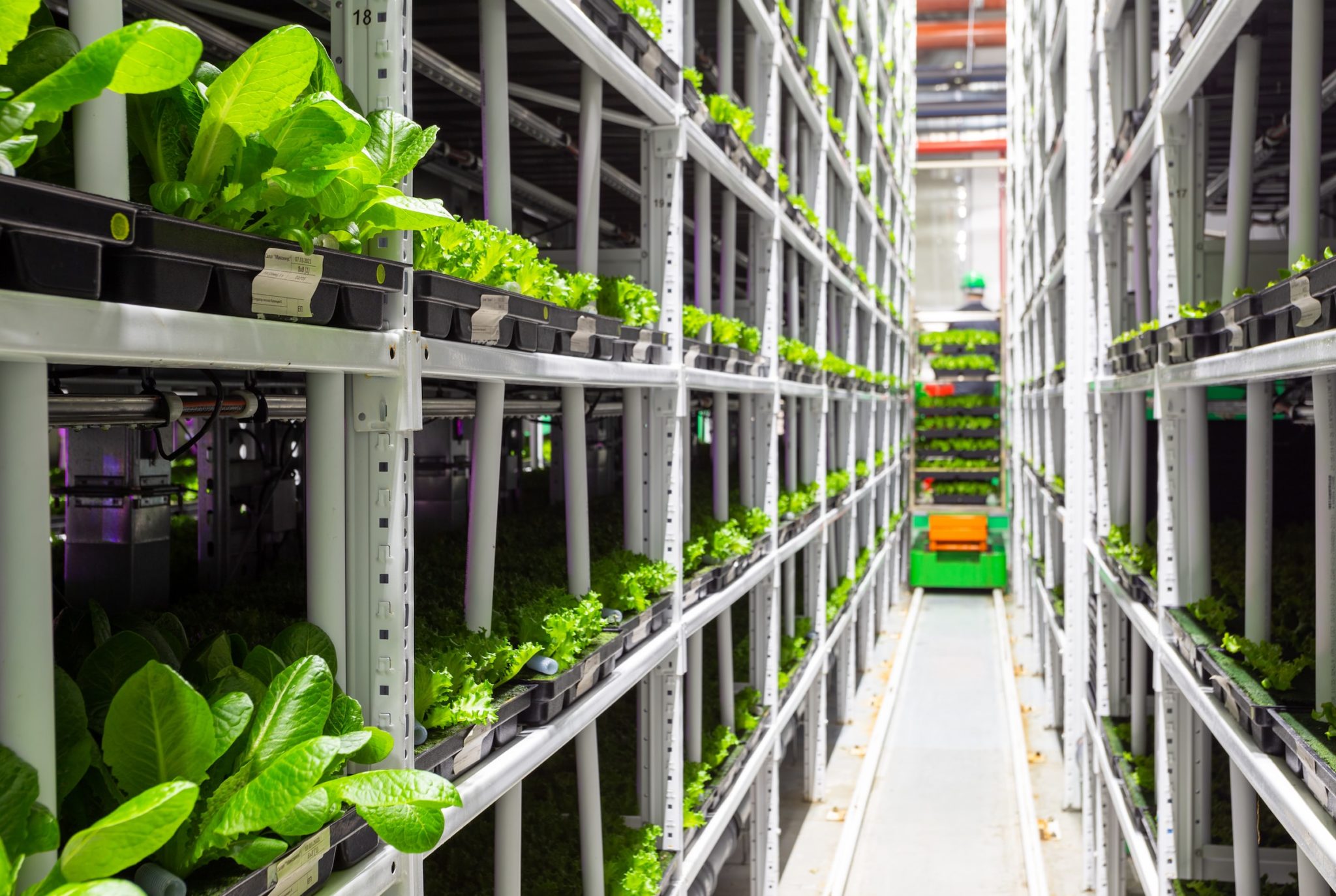 Shelves with green plants gong into the distance